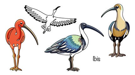 Ibis