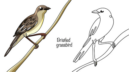 Bristled grassbird