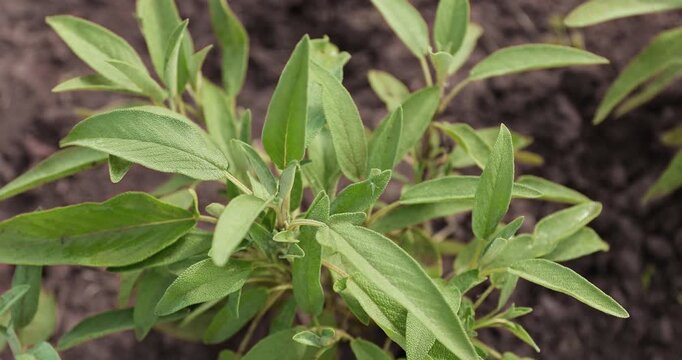 Fresh thyme growing on an eco farm bed. Medicinal herb cultivated outdoors, used as a natural food supplement and aromatic ingredient for modern and molecular cuisine. Top view. Wind rustles leaves