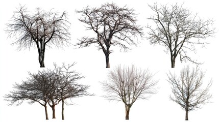 Collection of bare trees against a white background for diverse design projects