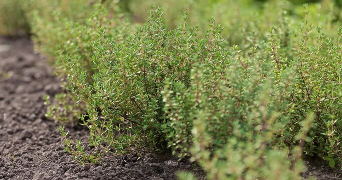 Common thyme (Thymus vulgaris) growing on neat farm beds with fertile soil. Healthy green herbs cultivated outdoors, showcasing organic farming and culinary herb production.