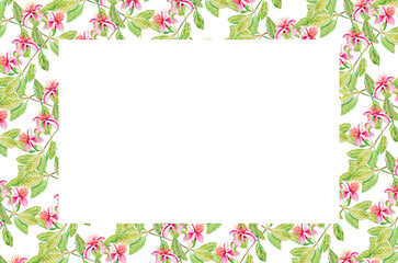 Feijoa flowers. Template for invitation, greeting card, label, banner with place for text with feijoa flowers, leaves, buds. Watercolor hand drawn rectangular illustration with copy space