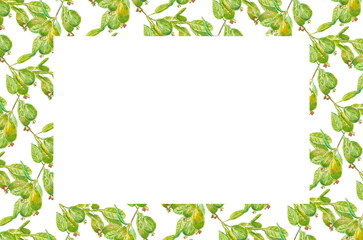 Feijoa. Template for invitation, greeting card, label, banner with place for text with feijoa leaves, buds, fruits. Watercolor hand drawn rectangular illustration with copy space