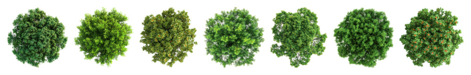 Obraz premium Lush green spherical foliage variety