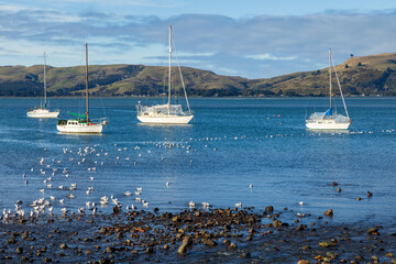 Yachts and a flock of seagulls on the calm waters of Otago Harbour, New Zealand