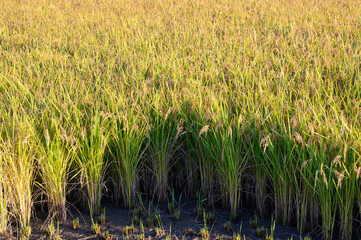 A rice paddy landscape on an autumn morning in Boryeong, South Chungcheong Province, South Korea. Rice farming in autumn. Beautiful South Korea.