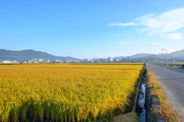 A rice paddy landscape on an autumn morning in Boryeong, South Chungcheong Province, South Korea. Rice farming in autumn. Beautiful South Korea.