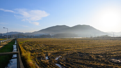A rice paddy landscape on an autumn morning in Boryeong, South Chungcheong Province, South Korea. Rice farming in autumn. Beautiful South Korea.