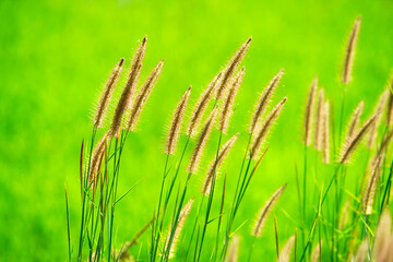 Golden Foxtail Grass Against Bright Green Blurred Background
