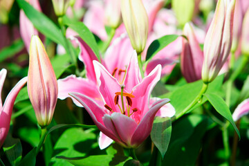 Colorful Pink Lily Blossoms Surrounded by Budding Flowers in Garden