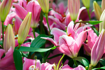 Vibrant Pink Lilies and Buds in Blooming Garden Setting