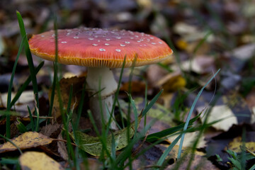 Fly Agaric Mushroom Surrounded by Autumn Leaves in a Forest