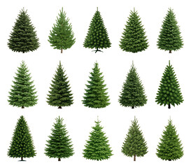 PNG Various evergreen trees collection, transparent background