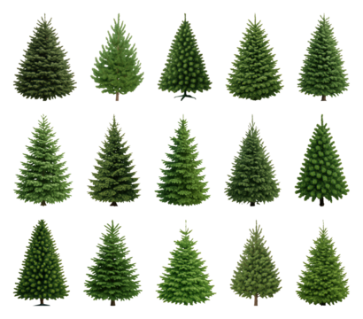 PNG Various evergreen trees collection, transparent background
