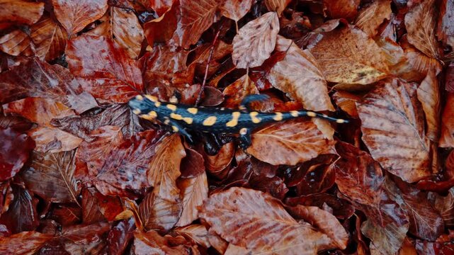 Fire salamander among fallen leaves in autumn, vibrant and serene nature scene
