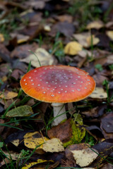 Fly Agaric Mushroom Surrounded by Autumn Leaves in a Forest