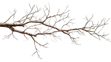 Dead tree branches with dry textured wood and intricate natural shapes creating sharp organic lines and rugged detail isolated on white background