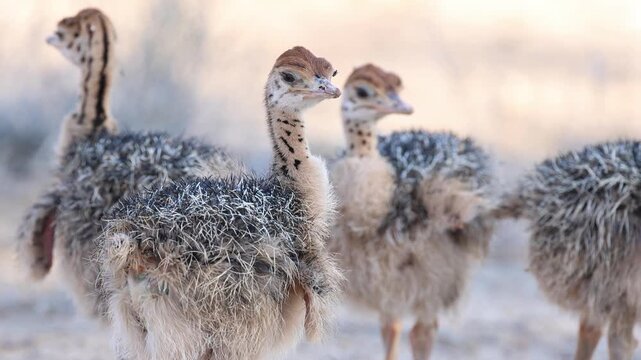 Medium closeup of ostrich chicks standing close together, turning their heads and spreading their wings in the heat of the day, Kgalagadi Transfrontier Park.