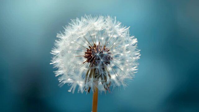 Delicate dandelion seed head against a soft blue background with gentle lighting creating a calm natural scene highlighting intricate white seed details