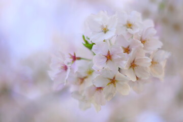 満開の桜