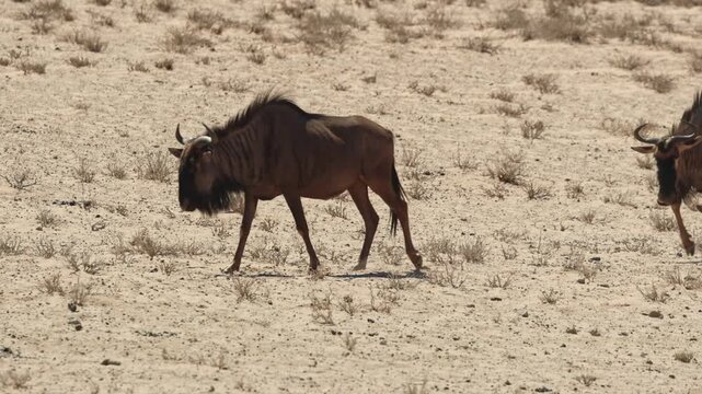 Wide shot of a herd of blue wildebeest walking in the heat of the day in the arid landscape of Kgalagadi Transfrontier Park.