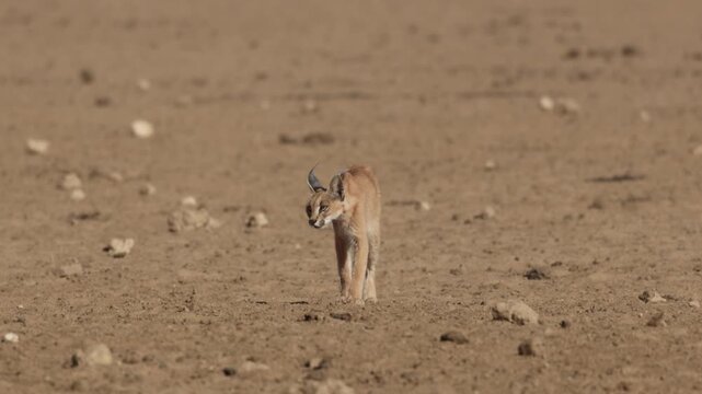 A caracal walking through dry, dusty landscape of the Kgalagadi Transfrontier Park.