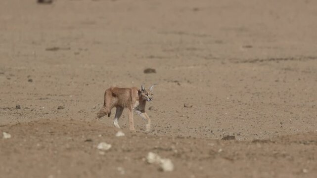 A caracal walking through dry, dusty landscape of the Kgalagadi Transfrontier Park.