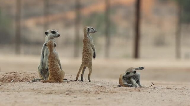 Medium shot of a adult meerkat sitting at their burrow keeping a lookout for danger while three young babies also stand up on their hind legs and looking around, Kgalagadi Trasfrontier Park.
