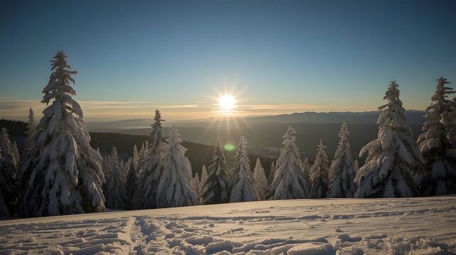 Snowy evergreen trees glowing softly in morning sunlight across tranquil winter mountain scenery