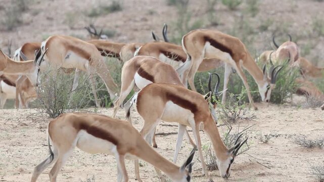Medium shot of a herd of springboks walking through the sand dunes while feeding, Kgalagadi Transfrontier Park.