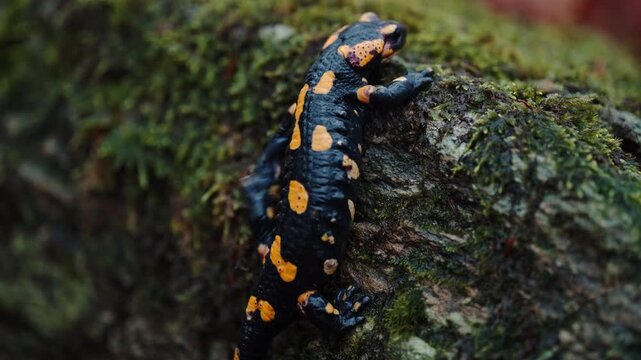 Fire salamander climbing on mossy log in tranquil nature setting