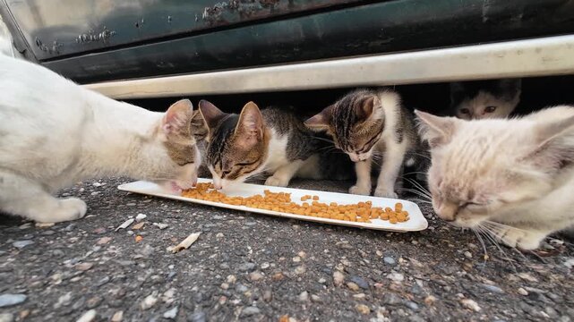Group of stray cats gathers under parked car to eat dry cat food. Several kittens and adult cats are visible, Candid moment of outdoor feline feeding in an urban environment.