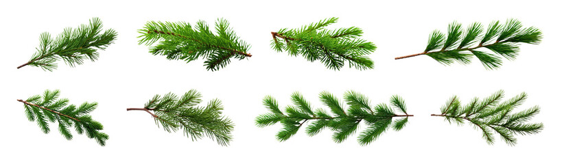 Fototapeta premium PNG Realistic evergreen pine branches illustration, transparent background
