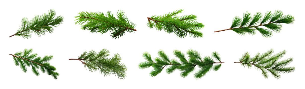 PNG Realistic evergreen pine branches illustration, transparent background