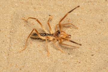 Macro photo of a pale wind scorpion — also known as sun-spider or camel spider (order Solifugae).