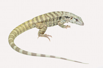 Albino blue tegu (Salvator merianae) photographed isolated on white background.