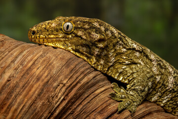 New Caledonian giant gecko (Rhacodactylus leachianus), the world’s largest living gecko species, photographed camouflage on rough tree bark.
