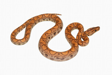 Fototapeta premium The rainbow boa (Epicrates cenchria) is a semi-arboreal species, endemic to Central and South America. This species photographed isolated on white background.