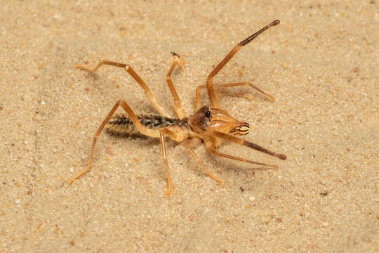 Macro photo of a pale wind scorpion &mdash; also known as sun-spider or camel spider (order Solifugae).