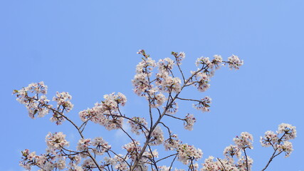 満開の桜