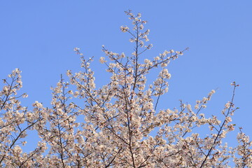 満開の桜