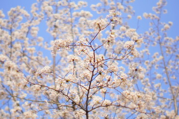 満開の桜