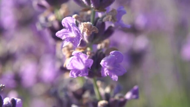 Lavender Flowers Field Bloom: Close-up photography showcasing purple lavender flowers blooming in a field, likely during summer for aesthetic purposes.