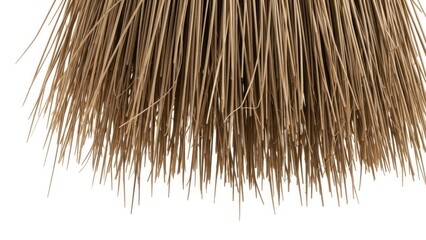 Close-up of numerous natural tan and brown broom bristles against a clean white background