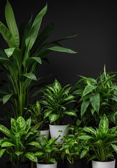 Vibrant collection of lush green houseplants flourishes indoors, enhancing modern interior design with natural beauty and fresh ambiance ,container ,decor ,oxygen