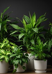 Vibrant collection of lush green houseplants flourishes indoors, enhancing modern interior design with natural beauty and fresh ambiance ,leaf ,calm ,fresh