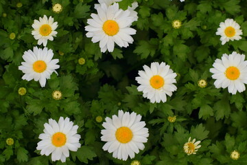 カンシロギク（寒白菊・ノースポールギク）