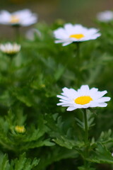 カンシロギク（寒白菊・ノースポールギク）