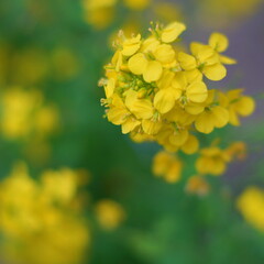 セイヨウアブラナ