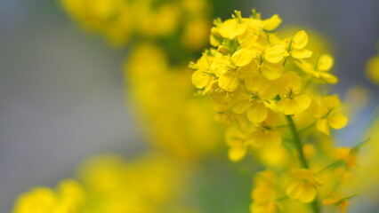 セイヨウアブラナ